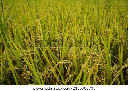 Golden rice field in the morning light, at Thailand. Close to rice field in a day time with beautiful blue sky and cloud in background , agricultural concept                                