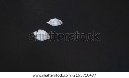 Top view of two white swans flock in summer water.. Beautiful white swans floating on the water. in search of food. selective focus. High quality photo