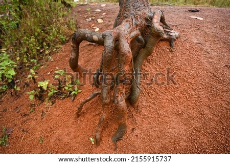 A different type of root pattern on red soil.