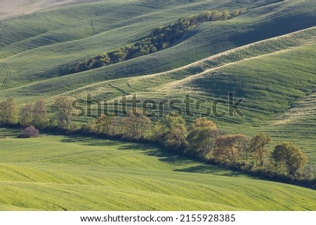 Tuscan hills. Cypress. Waves of hills, rolling hills, minimalist landscape with green fields in Tuscany. Val D'orcia in the province of Siena, Italy Royalty-Free Stock Photo #2155928385