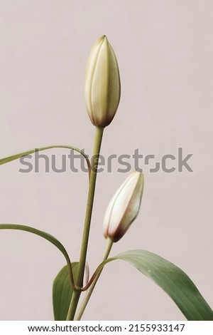 Flowers background neutral color.closed buds of lily flowers on beige background. Floral card. poster