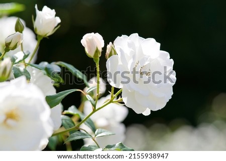 White rose flowers are in bloom in the rose garden.
The name of this rose is Iceberg (Schneewittchen).