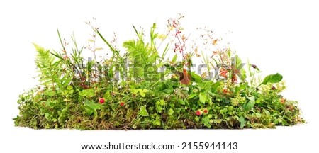 Weed Plants growing Banner isolated on white Background - Plant Control Panorama. Royalty-Free Stock Photo #2155944143