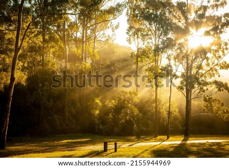 Manna Gum camping area. Early morning sunbeams stream through the trees. Main Range National Park, Queensland Australia. Royalty-Free Stock Photo #2155944969