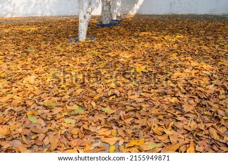 Fall leaves fallen on a pavement