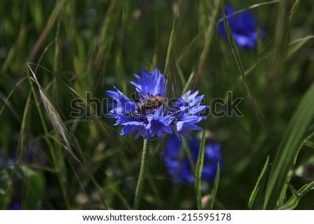 Blue cornflower in the field with a bee