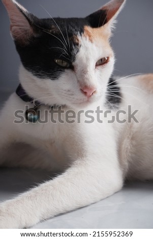 Close-up of a cat face. Portrait of a female cat. Cat looks curious and alert. Detailed picture of a cats face . Close up of cute feline face