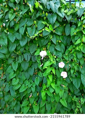 European bindweed, corn lily, Convolvulus arvensis blooms on garden. Flowers and leaves against the sky