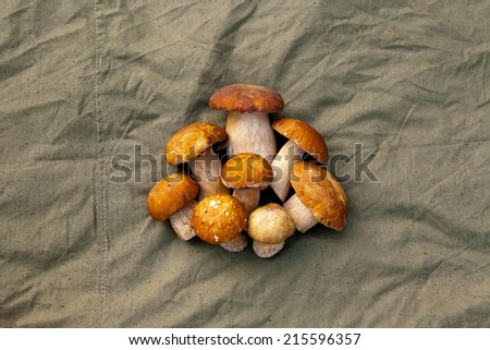 Group of cep mushrooms on a textile background