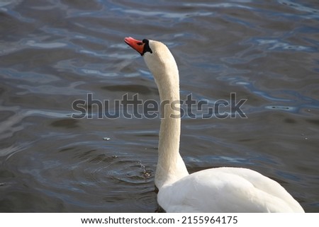 A gorgeous white swan gracefully floating through a river on Long Island. The bird is looking for food while wading in the water leaving behind subtle ripples. Its long neck is prominent.