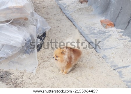 Red and yellow Pomeranian Spitz dog with a beautiful muzzle looks to the side on background of sand and construction