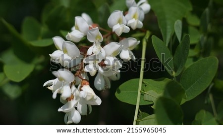 False acacia (Robinia Pseudoacacia), white flowers blossom. Spring beauty