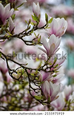 blooming magnolia tree in park in Gdansk poland