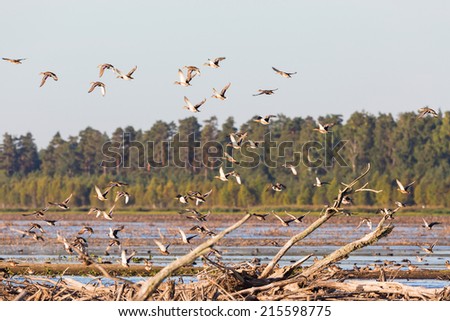 Flock of Mallards taking off frome lake