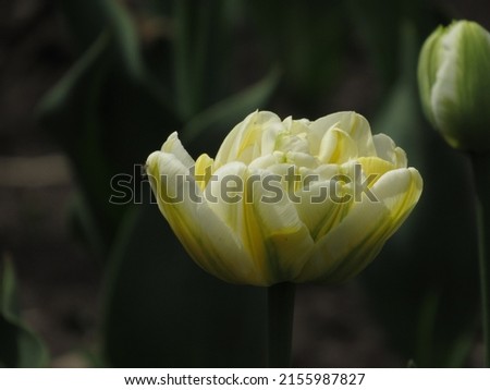 Macro shot of a white and yellow curly tulip
