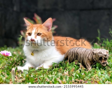 Cute Persian mixed breed cat sitting between a small tiger figurine and pink flowers in the yard
