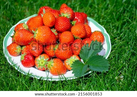 Fresh ripe red sweet organic strawberry on white board served outdoor on green grass lawn on sunny day