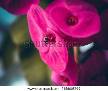 The macro image of a velvet pink flower 