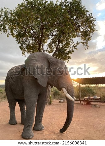 close up picture of an elephant in Africa