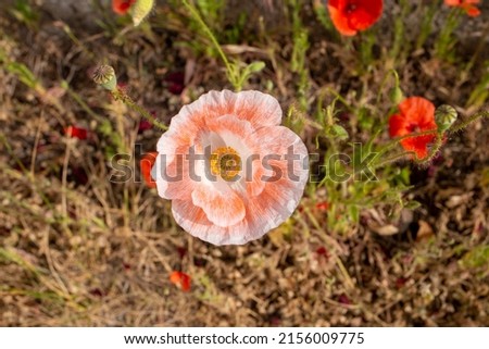 big pink poppy flower at the field