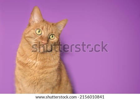 Cute ginger cat looking curious away. Horizontal image with purple background.