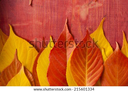 red and yellow cherry leaves