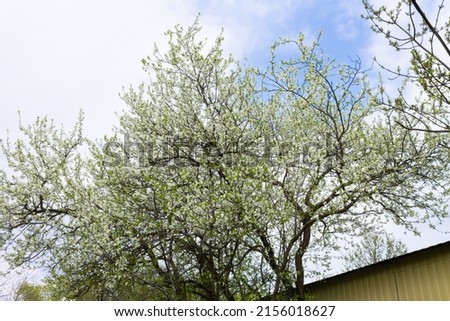 Beautiful white plum flowers on a tree under blue sky, spring season of beautiful flowers in the park, floral pattern texture, nature background