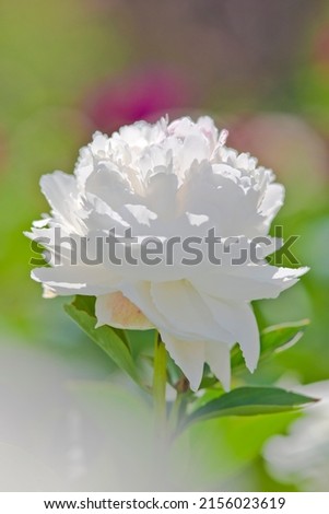 White peony flower is in bloom in the peony garden.
The name of this peony is Taki-no-yoso-oi.
Scientific name is Paeonia lactiflora.