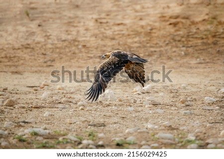 Tawny Eagle in flight spread wings in Kruger National park, South Africa ; Specie Aquila rapax family of Accipitridae