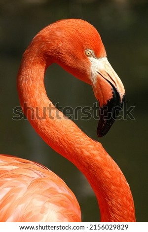 Portrait of a American flamingo
 Royalty-Free Stock Photo #2156029829