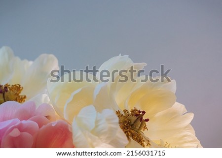 Blooming fluffy pink white peony flower close up on elegant minimal pastel beige background. Creative floral composition. Stunning botany wallpaper or vivid greeting card.