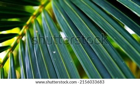Closeup green leaves pattern background texture, tropical leaf, and dark nature concept.