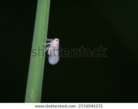 White backed planthopper on the grass Royalty-Free Stock Photo #2156046231