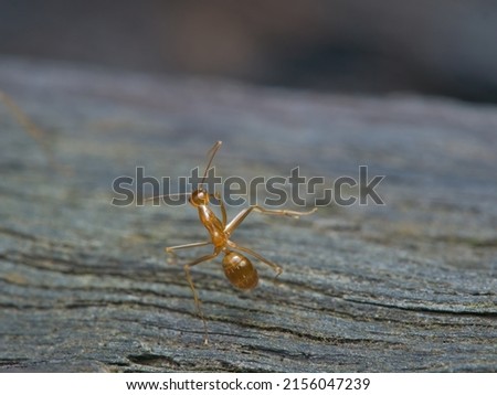 The yellow crazy ant pose like dancing on the wood