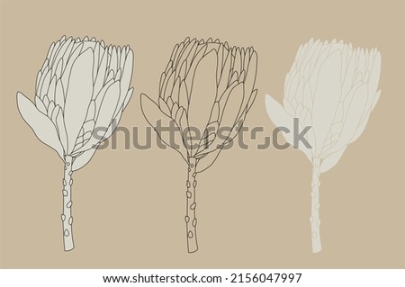 Outline of protea. Tropical flowers. Set of hand drawn illustrtions converted to vector. With transparent background or with fill
