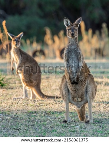 A beautiful shot of the red kangaroo animals grazing in a forest on a sunny day with blurred background