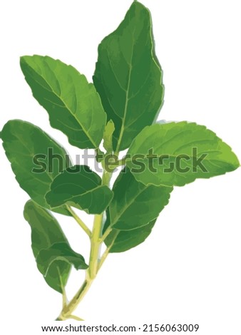 Abstract of Holy basil or Thai basil leaf on white background. (Scientific name Ocimum tenuiflorum) Royalty-Free Stock Photo #2156063009