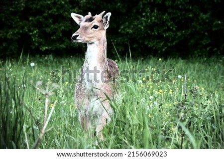 Young male roe deer pictured frontal, looking to his right side. Standing in a lawn with blowing flowers and green grass