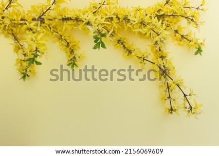 Yellow forsythia plant on yellow  background. Image with copy blank space.