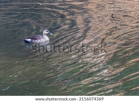 A Spot billed Duck in lake swimming