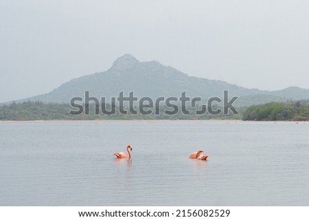 Pink flamingos swim and dive for food in a lake in front of a mountain on the island of Bonaire in the Caribbean; bird photography