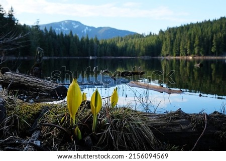 Skunk cabbages bloom on the lake shore of Lost Lake, BC, Canada. Calm mountain lake view with flowers and pine tree reflecting in the water.