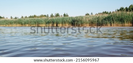 Panoramic view of the shores of the lagoon overgrown with reeds