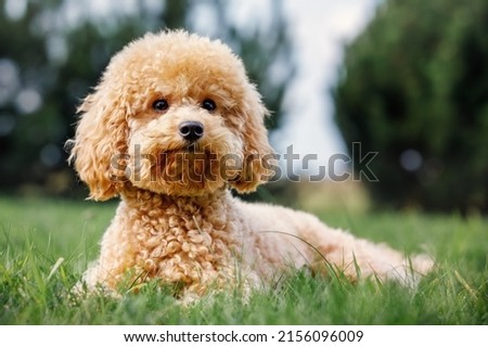 Young Poodle seen laying stretched on a well maintained garden looking at the photographer. She is getting ready for her play time. Royalty-Free Stock Photo #2156096009