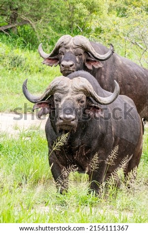 African buffaloes one of the big 5 in South Africa