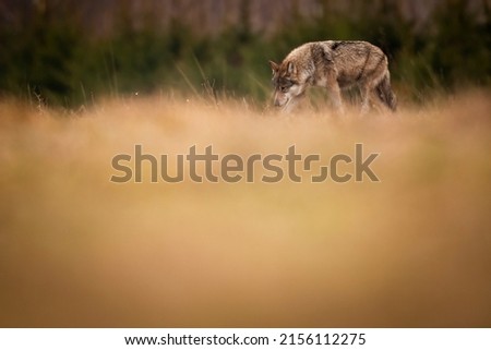Gray Wolf in Białowieża National Park Royalty-Free Stock Photo #2156112275