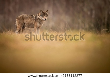 Gray Wolf in Białowieża National Park Royalty-Free Stock Photo #2156112277