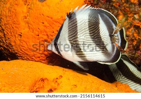 Banded butterfly fish underwater closeup Royalty-Free Stock Photo #2156114615