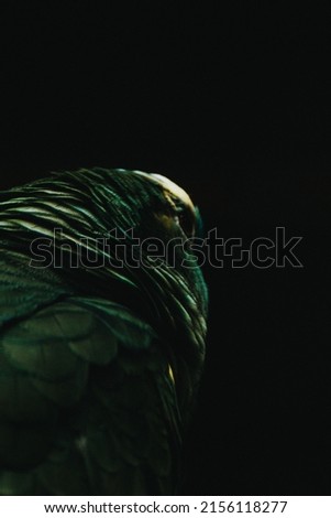 Textured picture of an ever curious and and vigilant wise flying creature. The black background isolates the parrot and makes it look abstract guiding the eye to the colorful green feathers.