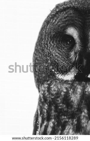 Textured picture of an ever watchful and and vigilant wise night creature all in black and white. The white background isolates the owl and makes it look abstract.